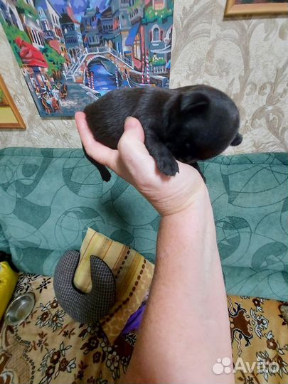 Маленькая собака чихуахуа