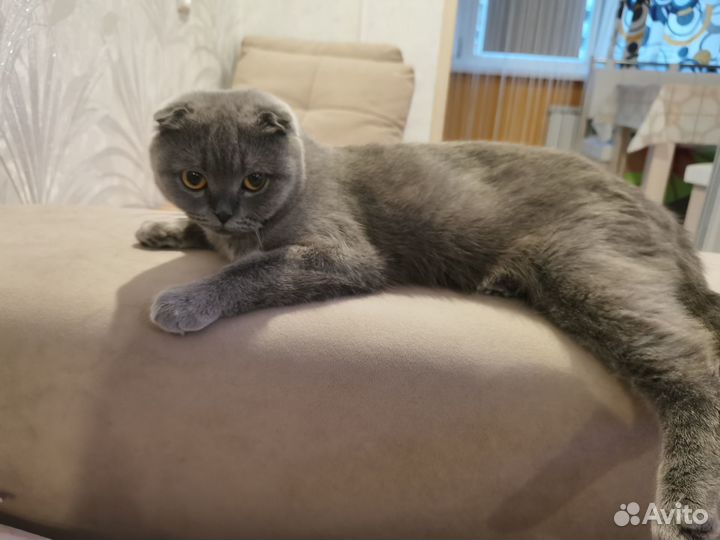 Вязка кошек британская вислоухая