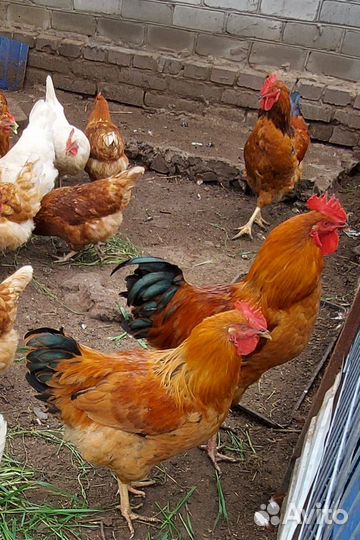 Молодые петухи