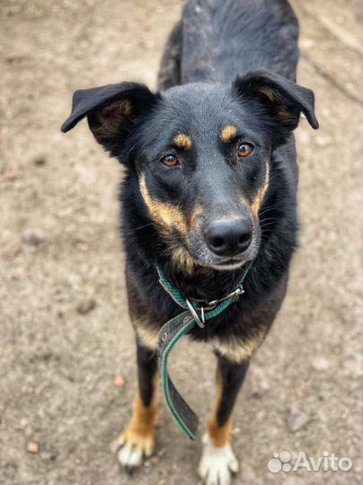 Девочка Тайга