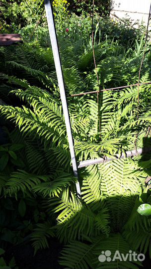 Папоротник