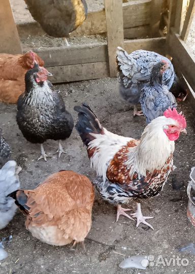 Молодые петушки