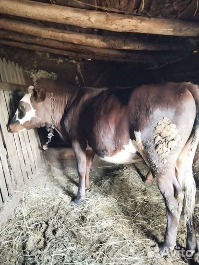 Бычки и телята