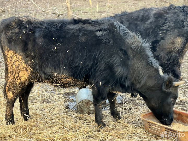 Продаются телки