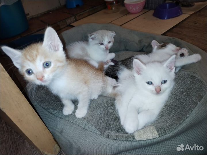 Котята малыши в дар