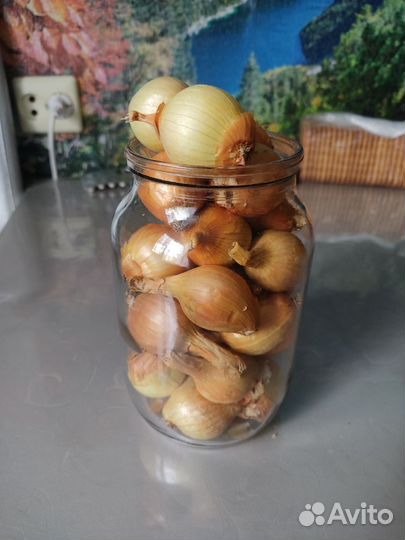 Лук семейный