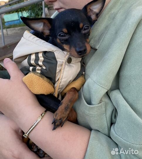 Мини той-терьер Вязка