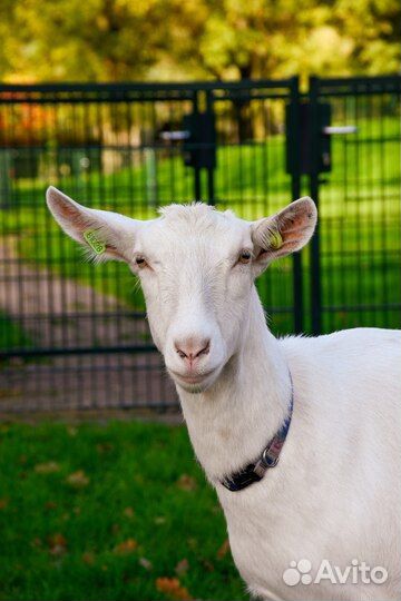 Козы, козлята, элитный годовалый козёл