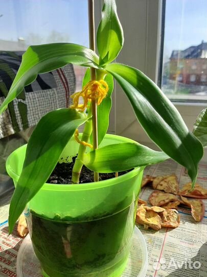 Золотой ус (живой ус)