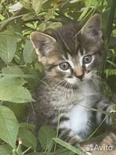 Сибирская кошка