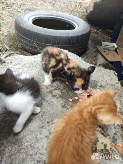 Котята и кошка ищут дом