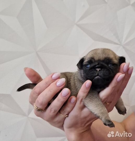 Щенки мопса