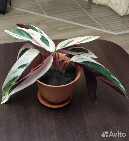 Строманта триколор