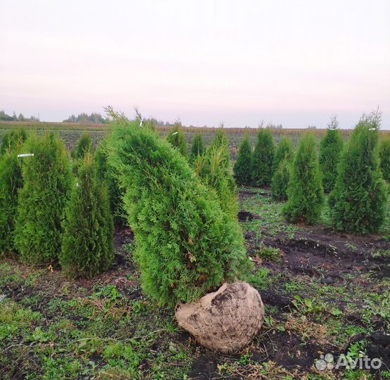 Туя Колумна. Оптом из питомника