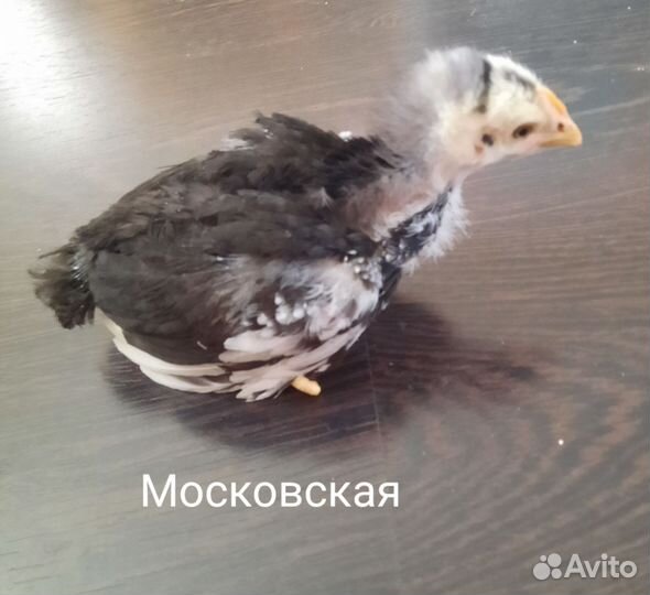 Цыплята кур несушек