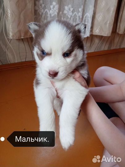 Щенки сибирской хаски