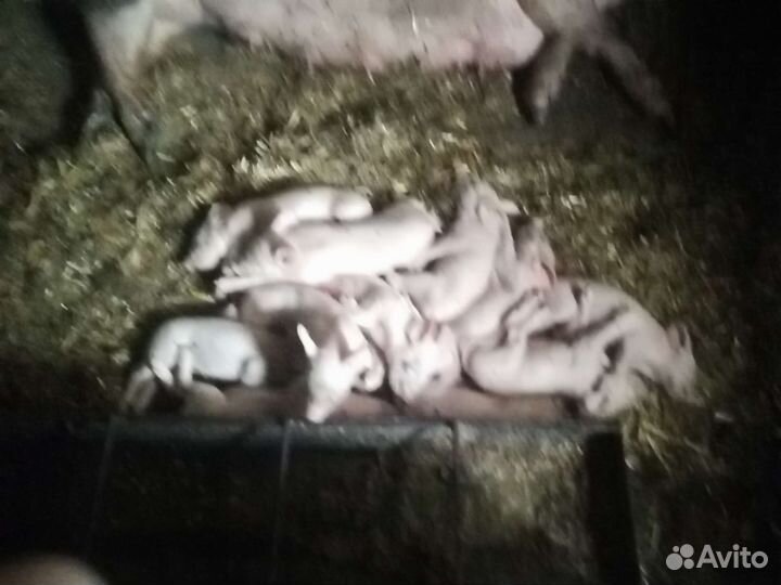 Поросенок ландрас