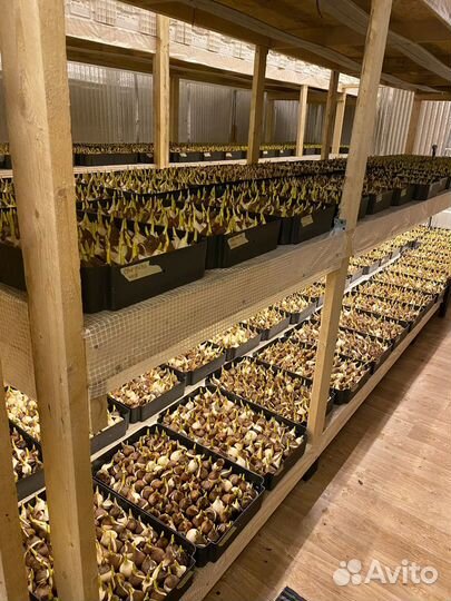 Луковицы тюльпанов голландия