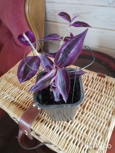 Традесканции, коллизия,кротон