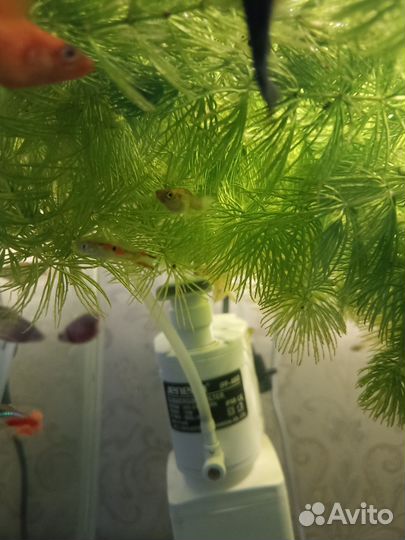 Рыбки гуппи