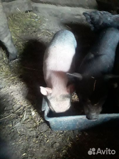 Вьетнамск вислобрюхий поросенок