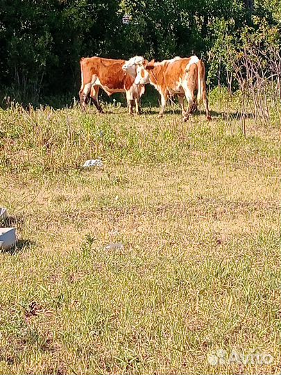 Бык и телка