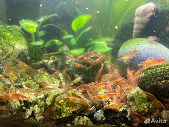 Креветки черри аквариумные