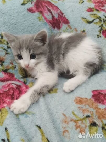 Котенок в добрые руки