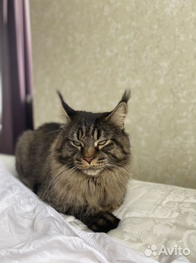 Кот Мейн-кун вязка