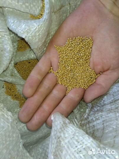 Горчица. семена