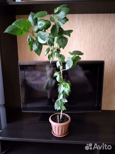 Комнатные растения цветы