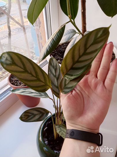 Комнатные цветы