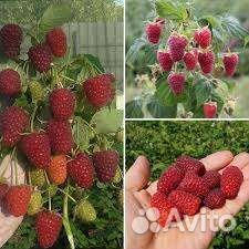 Конек-горбунок ремонтантная малина саженцы
