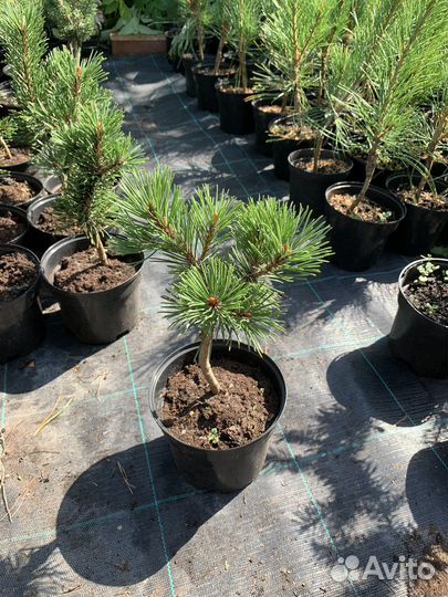 Сосна горная Picobello (pinus mugo 'Picobello')