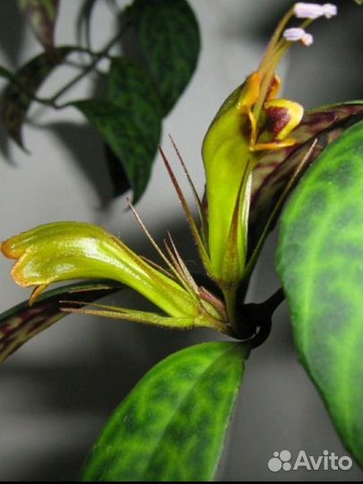 Эсхинантус