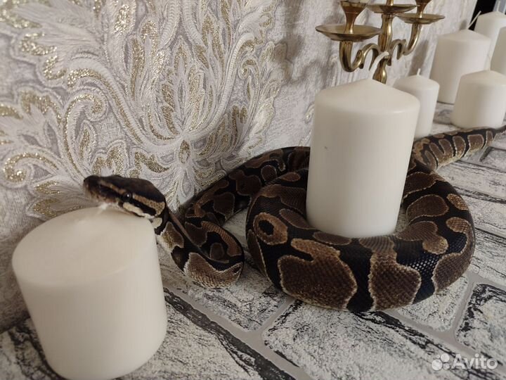 Передержка змей и других рептилий