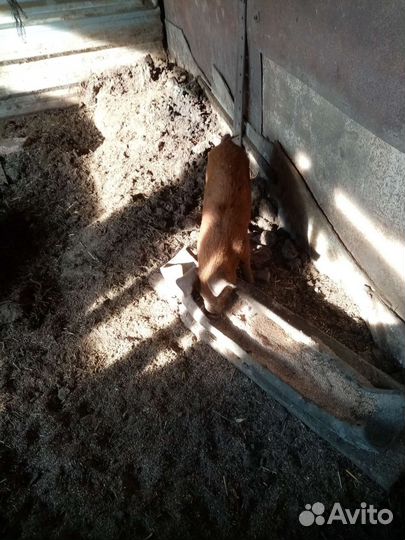 Кабанчик на племя дюрок