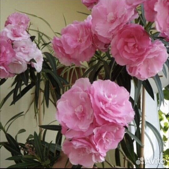 Цветы Олеандра розов/белый/красн. Антуриум красный