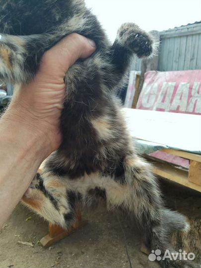 Брошенная Кошечка в добрые руки