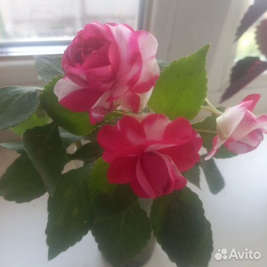 Растения для дома и сада