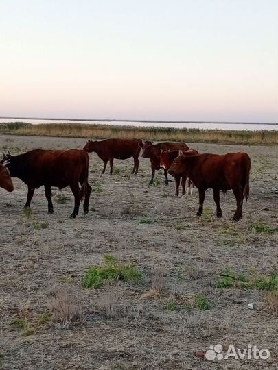Телята бычки