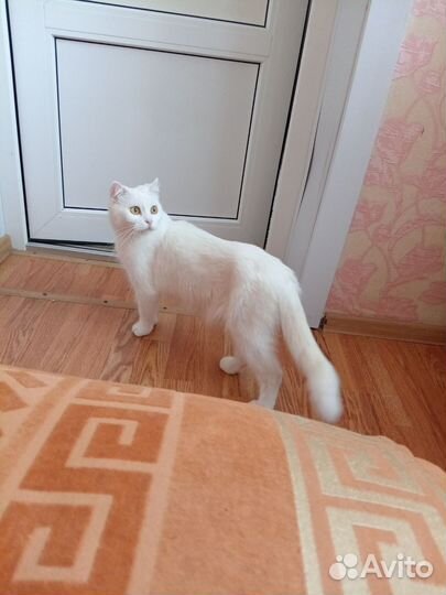Кошки бесплатно