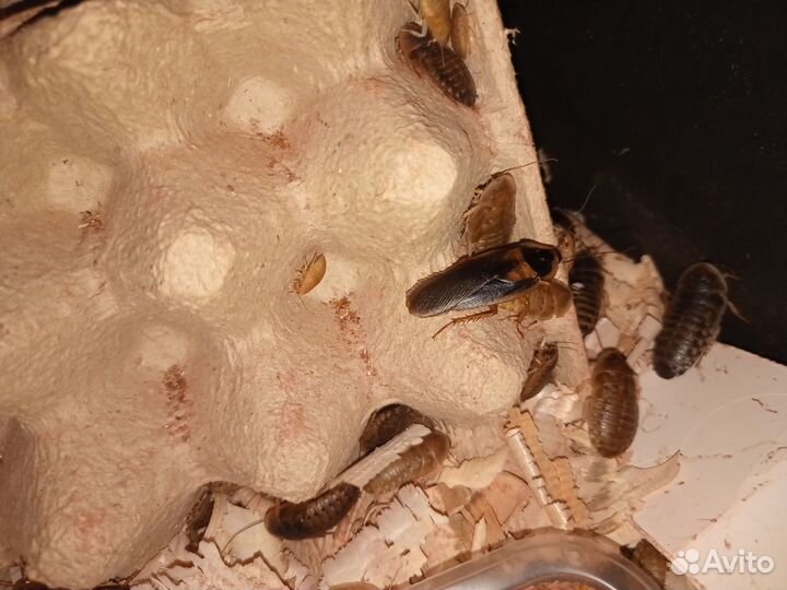 Таракан мраморный и не только