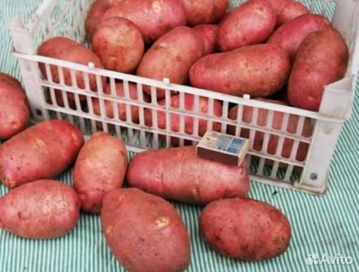 Семенной картофель