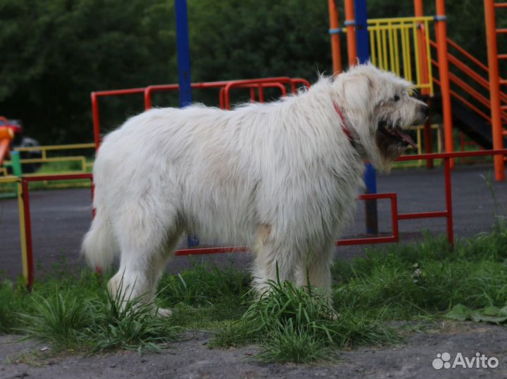Южно Русская Овчарка в добрые руки отдам бесплатно