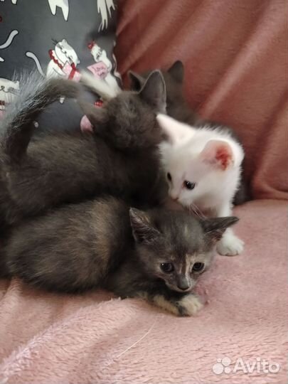 Котята в добрые руки