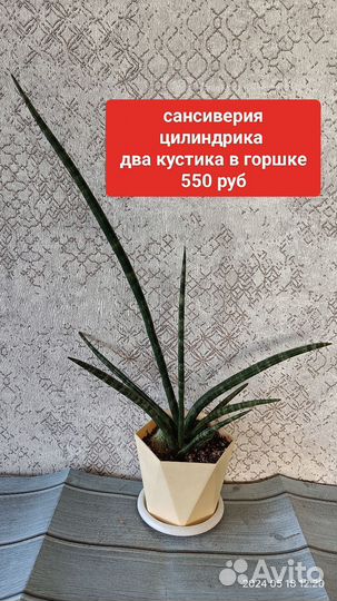 Сансевиерии разные