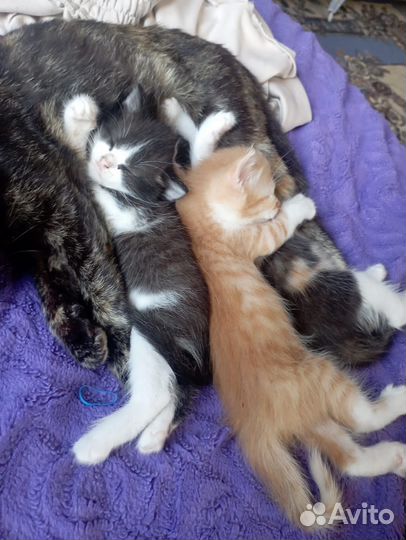 Котята в добрые руки