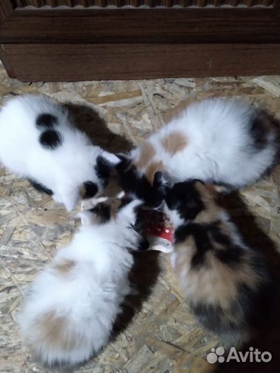 Отдам кошечек