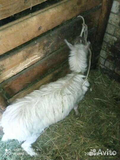 Дойные козы